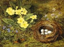 Primroses with a Bird's Nest-H. Barnard Grey-Mounted Giclee Print