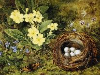 Primroses with a Bird's Nest-H. Bernard Grey-Framed Stretched Canvas