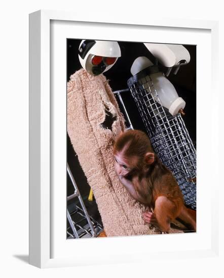 H.F. Harlow's Research Into Relationship Between Child and Mother Utilizing Infant Rhesus Monkey-Nina Leen-Framed Photographic Print