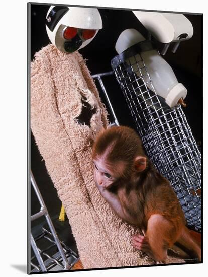 H.F. Harlow's Research Into Relationship Between Child and Mother Utilizing Infant Rhesus Monkey-Nina Leen-Mounted Photographic Print