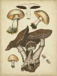 Antique Mushrooms II-H. Furrer-Stretched Canvas