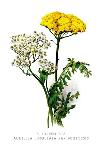 A. Clipeolata Achillea Lingulata Var Buglossis-H.g. Moon-Art Print