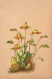 Phalenopsis Stuartiana; Philippine Orchid-H.g. Moon-Art Print