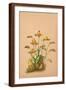 Brown Frame