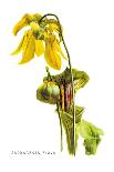 Sarracenia Flava-H.g. Moon-Art Print