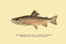 The Brook Trout, Showing Dark or Early Spring Coloration-H.h. Leonard-Art Print