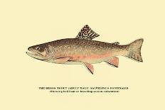 The Brook Trout, Showing Brilliant or Breeding Season Coloration-H.h. Leonard-Art Print