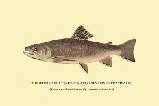 The Brook Trout, Showing Dark or Early Spring Coloration-H.h. Leonard-Art Print