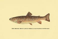 The Brook Trout, Showing Subdued or Early Summer Coloration-H.h. Leonard-Art Print