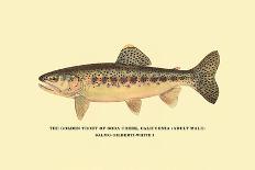 The Brook Trout, Showing Brilliant or Breeding Season Coloration-H.h. Leonard-Art Print