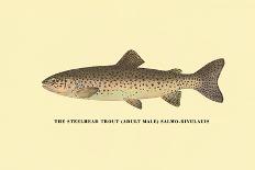 The Brook Trout, Showing Dark or Early Spring Coloration-H.h. Leonard-Art Print