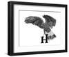 H is for Hawk-Stacy Hsu-Framed Art Print