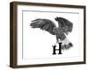 H is for Hawk-Stacy Hsu-Framed Art Print