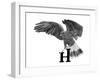 H is for Hawk-Stacy Hsu-Framed Art Print