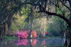 Oaks and Azaleas-H J Herrera-Stretched Canvas