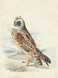 Meyer Hawk Owl-H. l. Meyer-Art Print