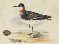 Meyer Shorebirds V-H. l. Meyer-Art Print