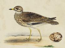 Meyer Shorebirds VI-H. l. Meyer-Art Print