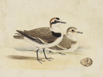 Meyer Shorebirds VI-H. l. Meyer-Art Print