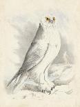 Meyer Hawk Owl-H. l. Meyer-Art Print