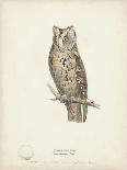 Scops- Eared Owl-H. Meyer-Art Print