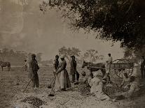 Planting Sweet Potatoes, Hopkinson's Plantation, Edislo Island, South Carolina, 1862-H.P. Moore-Framed Stretched Canvas