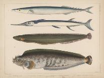 1. Clinus Polyactocephalus, 2. Gunellus Dolichogaster, 3. Belone Gigantea, 4. Scomberesox, 1855-H. Patterson-Giclee Print