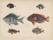 1. Salmo Perryi (Reduced), 2. Salmo Masou (Reduced), 1855-H. Patterson-Framed Stretched Canvas