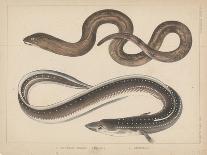 1. Salmo Perryi (Reduced), 2. Salmo Masou (Reduced), 1855-H. Patterson-Giclee Print