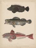 1. Salmo Perryi (Reduced), 2. Salmo Masou (Reduced), 1855-H. Patterson-Framed Giclee Print