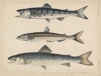 1. Salmo Perryi (Reduced), 2. Salmo Masou (Reduced), 1855-H. Patterson-Giclee Print