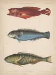 1. Clinus Polyactocephalus, 2. Gunellus Dolichogaster, 3. Belone Gigantea, 4. Scomberesox, 1855-H. Patterson-Giclee Print