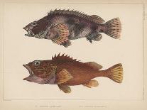 1. Salmo Perryi (Reduced), 2. Salmo Masou (Reduced), 1855-H. Patterson-Framed Giclee Print