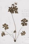 Tall Meadow Rue-H^ T^ Shores-Giclee Print