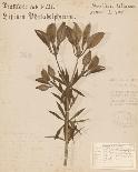 Wild Orange Lily-H^ T^ Shores-Giclee Print