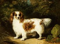 A Blenheim Cavalier King Charles Spaniel-H. Willis-Mounted Giclee Print