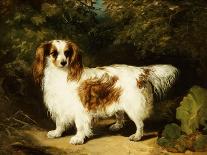 A Blenheim Cavalier King Charles Spaniel-H. Willis-Giclee Print