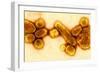 H1N1 1918 Influenza Virus, TEM-CDC-Framed Photographic Print