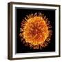 H1N1 Flu Virus Particle, Artwork-PASIEKA-Framed Premium Photographic Print