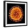 H1N1 Flu Virus Particle, Artwork-PASIEKA-Framed Premium Photographic Print