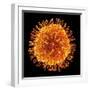 H1N1 Flu Virus Particle, Artwork-PASIEKA-Framed Premium Photographic Print