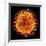 H1N1 Flu Virus Particle, Artwork-PASIEKA-Framed Photographic Print