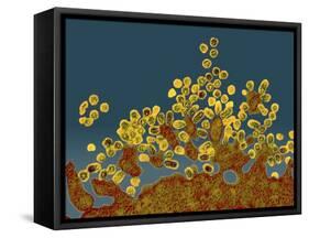 H1N1 Swine Flu Virus, TEM-Dr. Klaus Boller-Framed Stretched Canvas