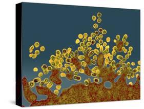 H1N1 Swine Flu Virus, TEM-Dr. Klaus Boller-Stretched Canvas