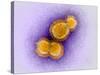 H5N1 Avian Influenza Virus Particles, TEM-Dr. Klaus Boller-Stretched Canvas