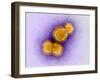 H5N1 Avian Influenza Virus Particles, TEM-Dr. Klaus Boller-Framed Photographic Print