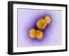 H5N1 Avian Influenza Virus Particles, TEM-Dr. Klaus Boller-Framed Photographic Print