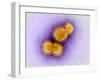 H5N1 Avian Influenza Virus Particles, TEM-Dr. Klaus Boller-Framed Photographic Print