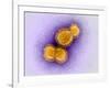 H5N1 Avian Influenza Virus Particles, TEM-Dr. Klaus Boller-Framed Photographic Print