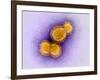 H5N1 Avian Influenza Virus Particles, TEM-Dr. Klaus Boller-Framed Photographic Print